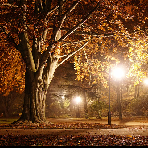 Lighting the way forward